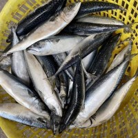 冷凍鯖魚(yú) 青花魚(yú) 青占魚(yú) 罐頭原料 燒烤原料 批發(fā)